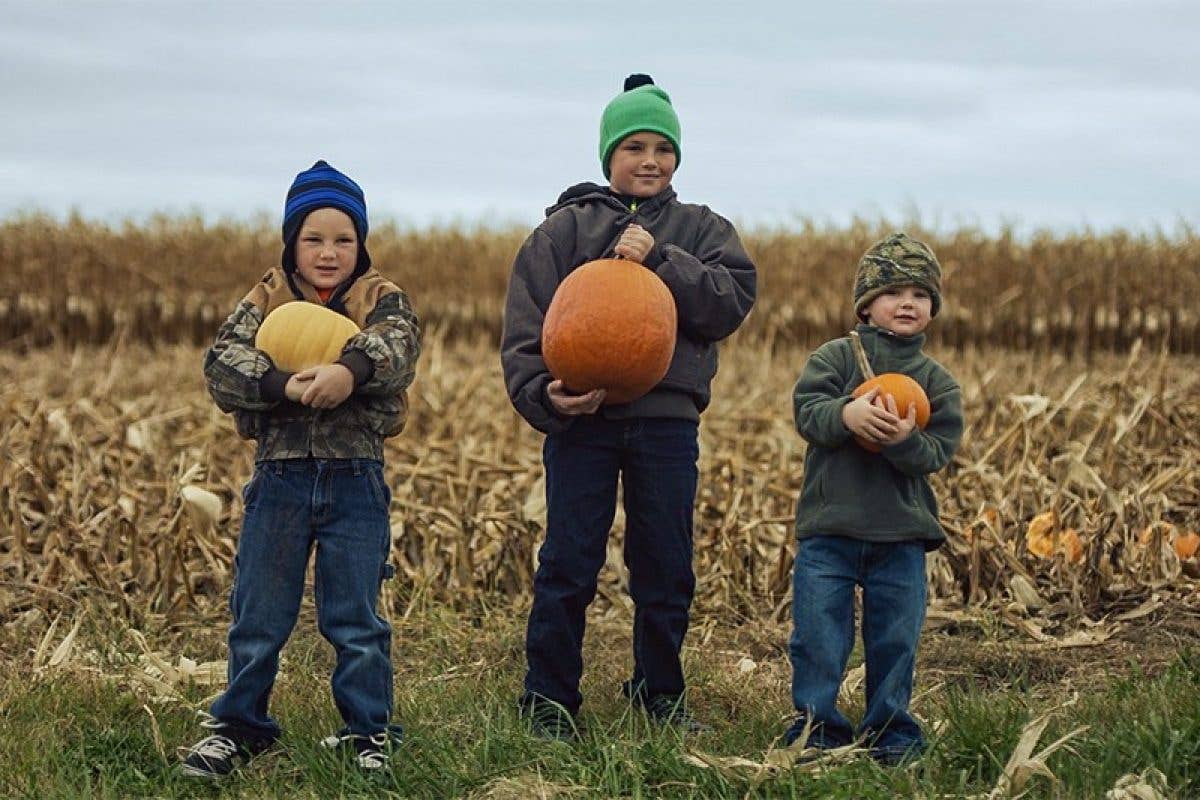 Three children holding pumpkins in field 