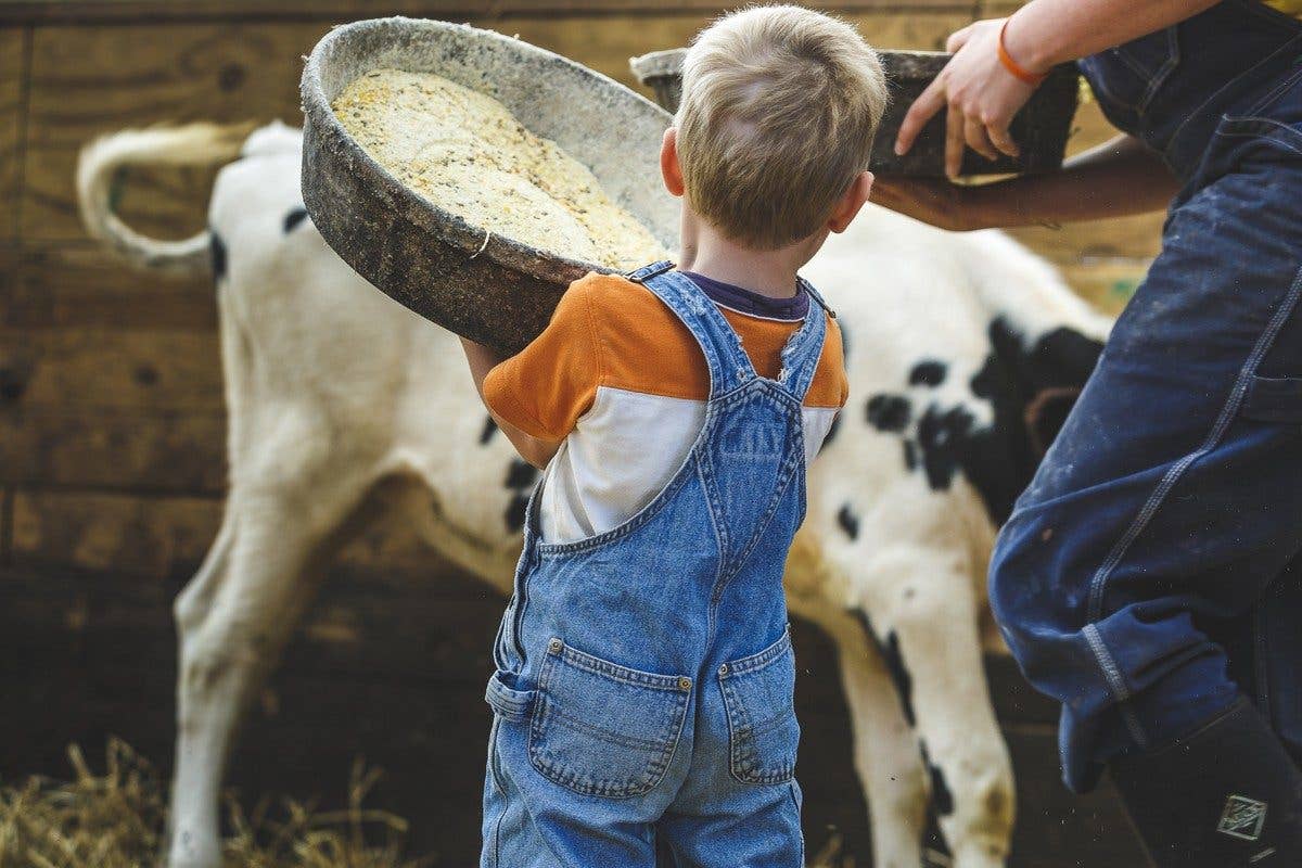 Father and son feeding cow